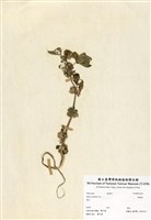 藏品(華錦葵)的圖片